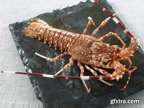 Collection of delicious boiled lobster 25 UHQ Jpeg