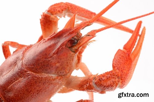 Collection of delicious boiled lobster 25 UHQ Jpeg