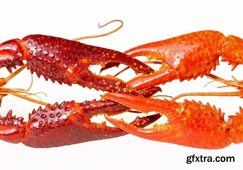 Collection of delicious boiled lobster 25 UHQ Jpeg