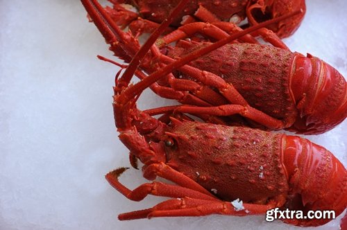 Collection of delicious boiled lobster 25 UHQ Jpeg