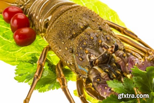 Collection of delicious boiled lobster 25 UHQ Jpeg