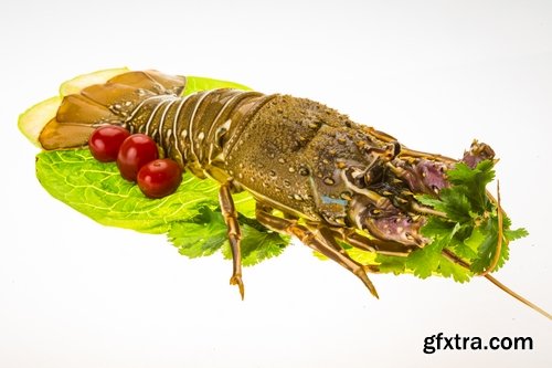 Collection of delicious boiled lobster 25 UHQ Jpeg