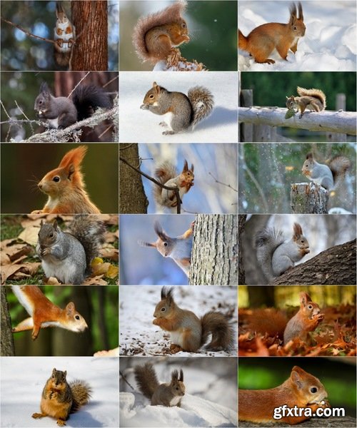 Collection of beautiful squirrels 25 UHQ Jpeg