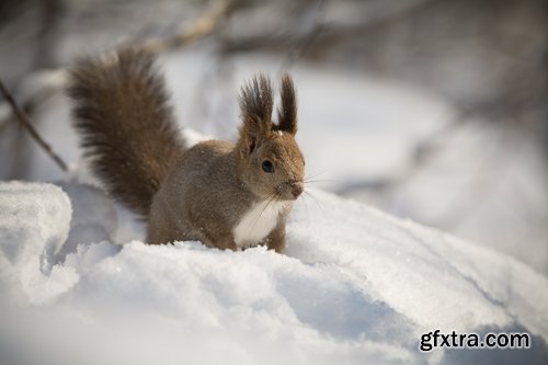 Collection of beautiful squirrels 25 UHQ Jpeg