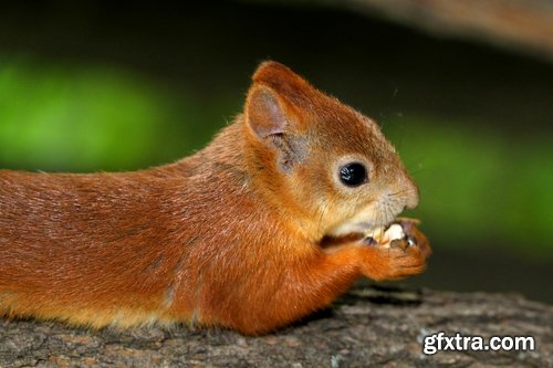 Collection of beautiful squirrels 25 UHQ Jpeg