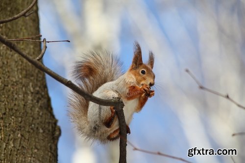 Collection of beautiful squirrels 25 UHQ Jpeg