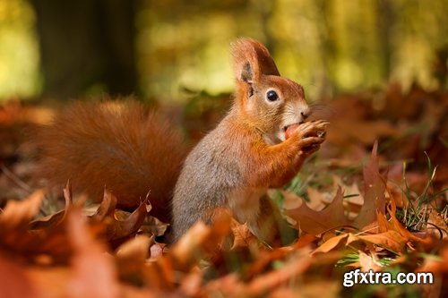 Collection of beautiful squirrels 25 UHQ Jpeg