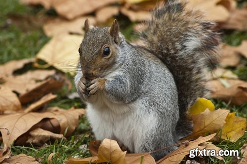 Collection of beautiful squirrels 25 UHQ Jpeg