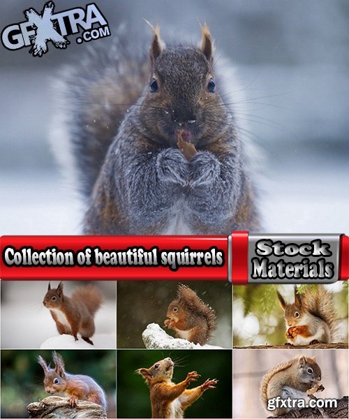 Collection of beautiful squirrels 25 UHQ Jpeg