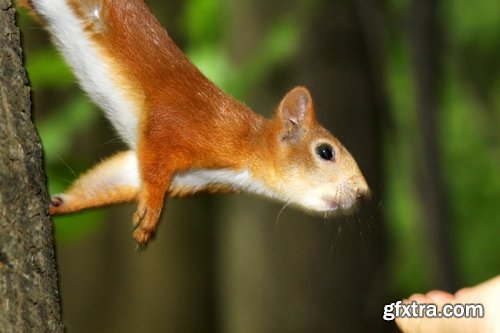 Collection of beautiful squirrels 25 UHQ Jpeg