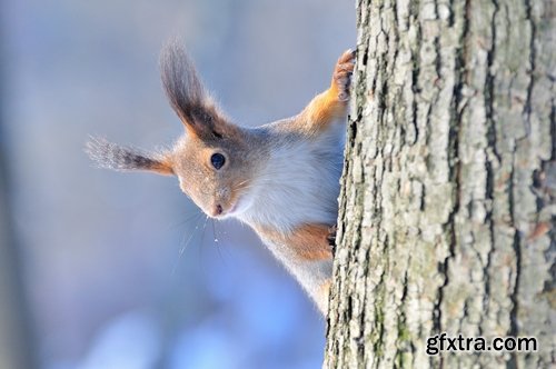 Collection of beautiful squirrels 25 UHQ Jpeg