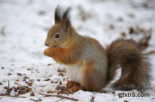 Collection of beautiful squirrels 25 UHQ Jpeg