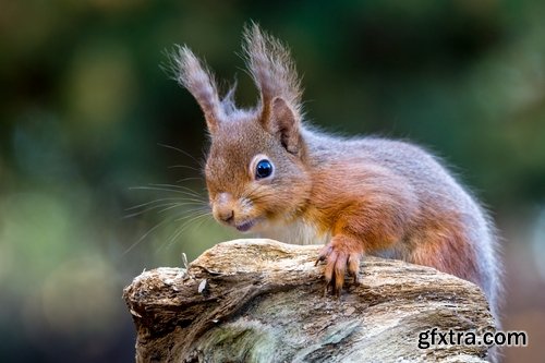 Collection of beautiful squirrels 25 UHQ Jpeg