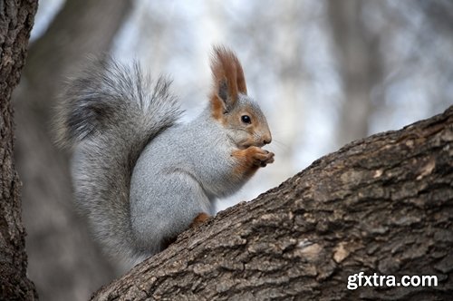 Collection of beautiful squirrels 25 UHQ Jpeg