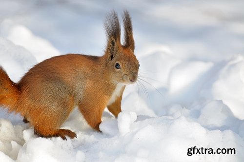 Collection of beautiful squirrels 25 UHQ Jpeg