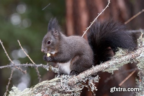 Collection of beautiful squirrels 25 UHQ Jpeg