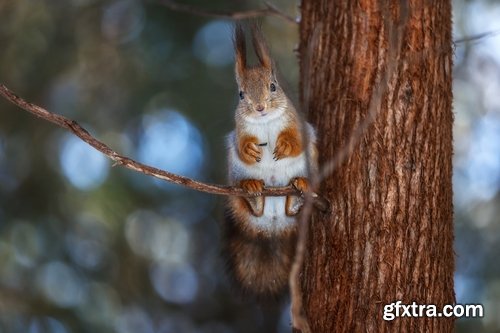 Collection of beautiful squirrels 25 UHQ Jpeg