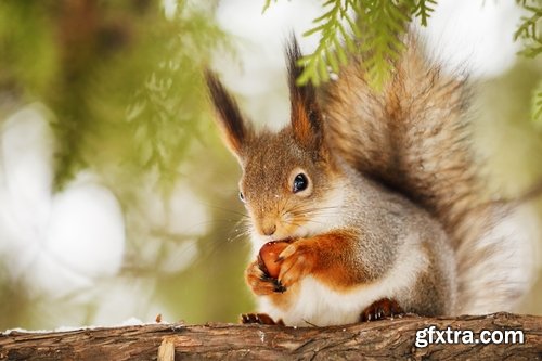 Collection of beautiful squirrels 25 UHQ Jpeg