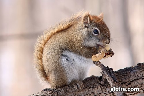 Collection of beautiful squirrels 25 UHQ Jpeg