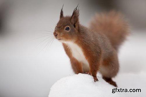 Collection of beautiful squirrels 25 UHQ Jpeg