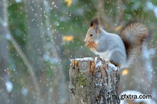 Collection of beautiful squirrels 25 UHQ Jpeg