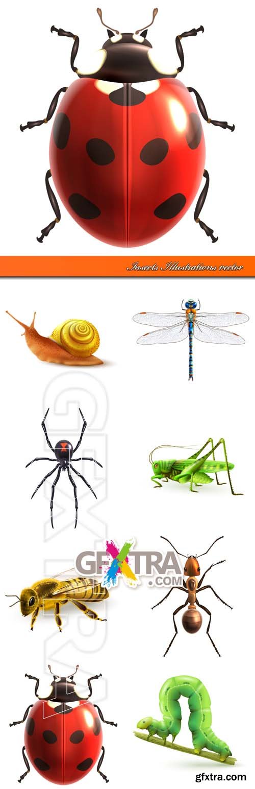 Insects Illustrations vector