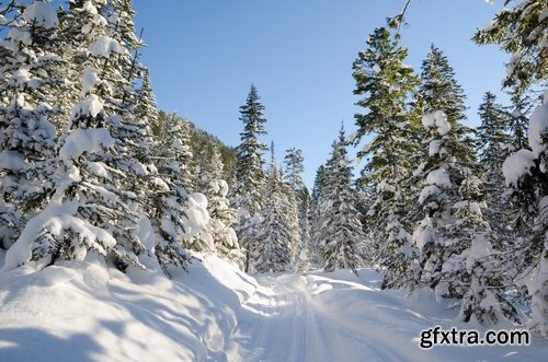 Collection of images of the winter forest 25 UHQ Jpeg