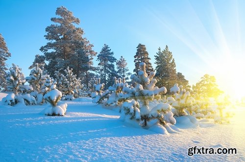 Collection of images of the winter forest 25 UHQ Jpeg