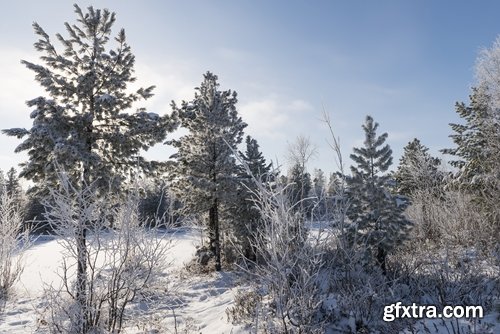 Collection of images of the winter forest 25 UHQ Jpeg