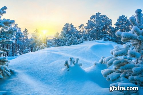 Collection of images of the winter forest 25 UHQ Jpeg