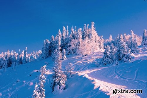 Collection of images of the winter forest 25 UHQ Jpeg