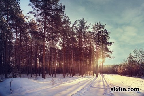 Collection of images of the winter forest 25 UHQ Jpeg