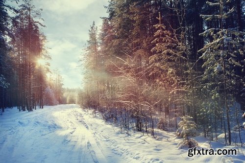 Collection of images of the winter forest 25 UHQ Jpeg