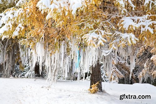 Collection of images of the winter forest 25 UHQ Jpeg