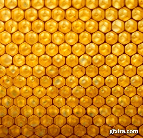 Honeycomb and Bees Backgrounds 28xJPG