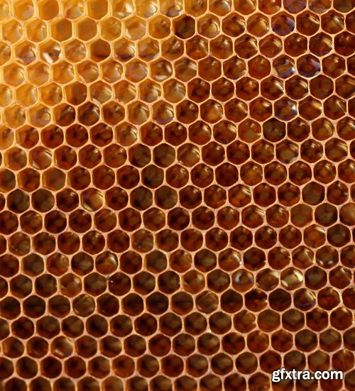 Honeycomb and Bees Backgrounds 28xJPG