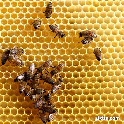 Honeycomb and Bees Backgrounds 28xJPG