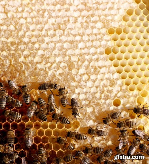 Honeycomb and Bees Backgrounds 28xJPG