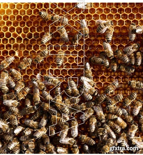 Honeycomb and Bees Backgrounds 28xJPG