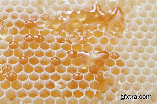 Honeycomb and Bees Backgrounds 28xJPG