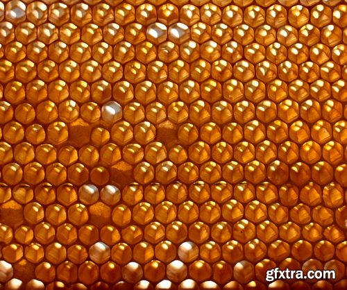 Honeycomb and Bees Backgrounds 28xJPG