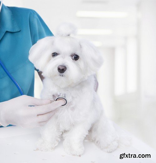 Stock Photos - Veterinarian 2, 25xJPG