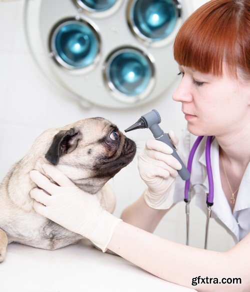 Stock Photos - Veterinarian 2, 25xJPG