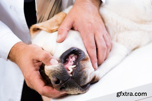 Stock Photos - Veterinarian 2, 25xJPG