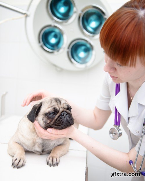 Stock Photos - Veterinarian 2, 25xJPG