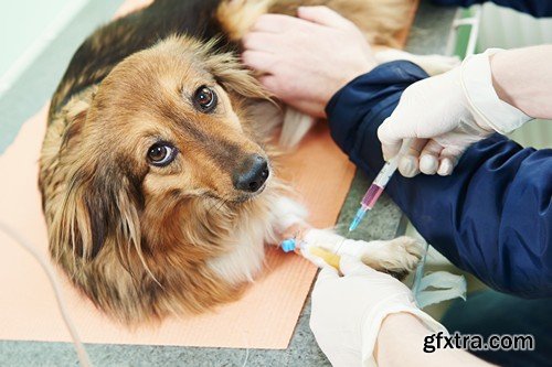 Stock Photos - Veterinarian 2, 25xJPG