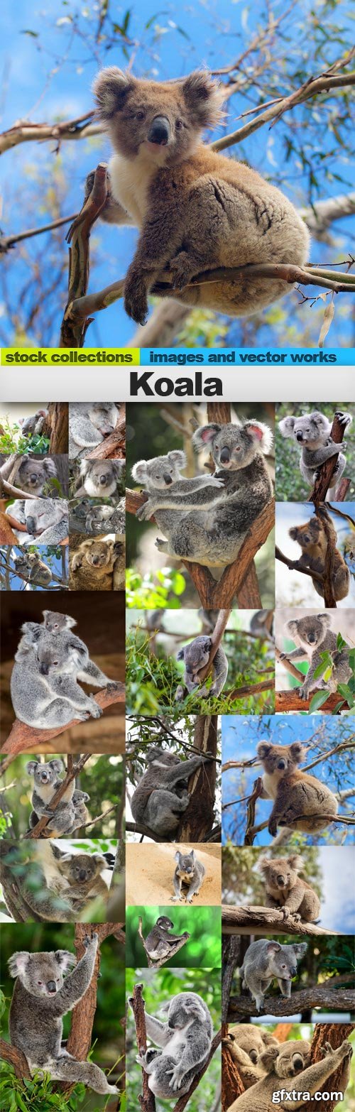 Koala,25 x UHQ JPEG