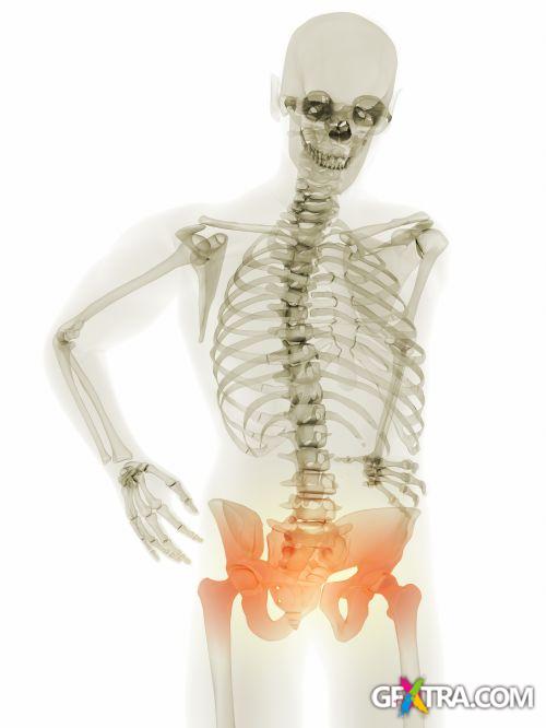 XRAY Body Collection 80xJPG