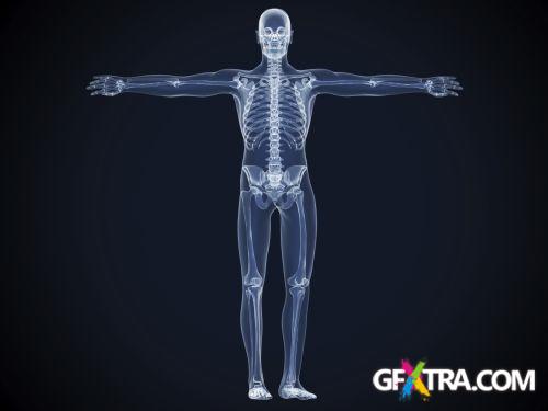 XRAY Body Collection 80xJPG