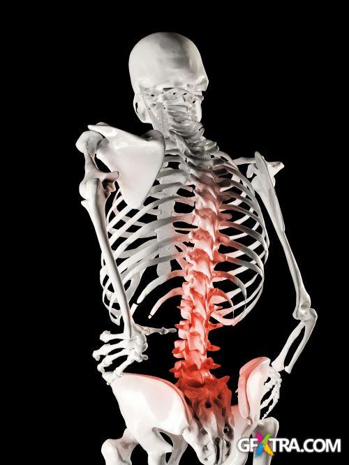 XRAY Body Collection 80xJPG